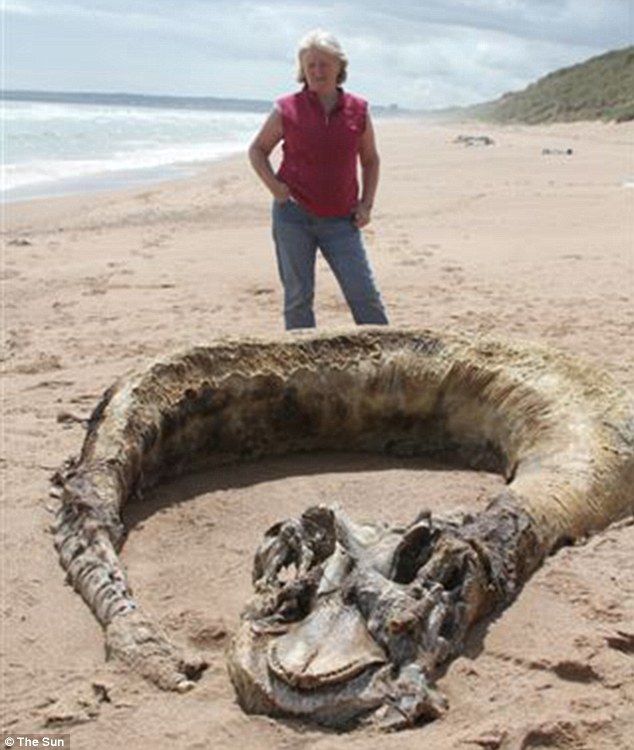 Il presunto mostro marino trovato in Scozia