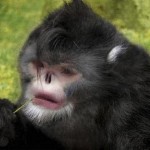 Artist rendering handout of a new type of snub-nosed monkey found in northern Myanmar