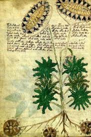 UNA PAGINA DELL'ENIGMATICO CODICE VOYNICH