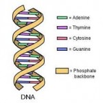 LLOYD DNA