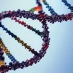 UNA MUTAZIONE GENETICA HA RESO MENO VULNERABILE L'ORGANISMO DEI NOSTRI ANTENATI