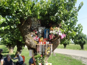 san bonico albero