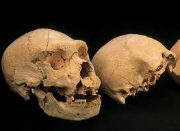 HOMO CRANIO