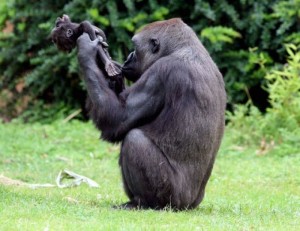 MAMMA GORILLA NON SI RASSEGNA ALLA MORTE DEL CUCCIOLO