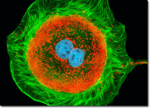 UNA CELLULA EUCARIOTA AL MICROSCOPIO ELETTRONICO