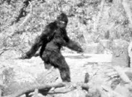 IL BIG FOOT RIPRESO DA PATTERSON E GIMLIN NEL 1966