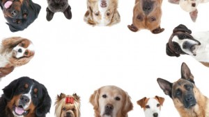 LE VARIE RAZZE DI CANI SONO STATE INDOTTE DALL'UOMO