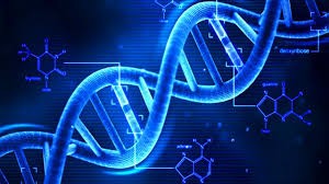 CI SONO GENI NEL DNA UMANO CHE HANNO SUBITO FORTI MUTAZIONI TUTTE FAVOREVOLI