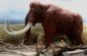 TRA LE VITTIME DEL DRYAS RECENTE, ANCHE I MAMMUT