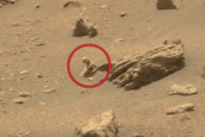 PER IL WEB, ECCO UN ANIMALE MARZIANO