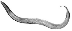 IL C. ELEGANS, UN VERME GRANDE APPENA 1 MILLIMETRO
