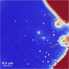 LE NANOPARTICELLE ANALIZZATE SULLA FIBRA DI LINO