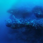 UN ALTRO DETTAGLIO RIPRESO DURANTE L'IMMERSIONE DA MIKLOS