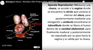 NEL VENTRE DI JOSEFINA, CI SAREBBERO DELLE UOVA FECONDATE