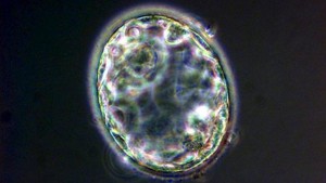 IN CINA, SAREBBERO NATE DUE BAMBINE DA EMBRIONI GENETICAMENTE MODIFICATI