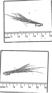 UNA FOTOCOPIA DEL CAMPIONE ESAMINATO DALL'FBI