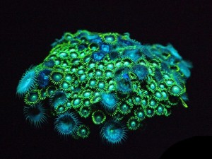 LA BIOFLUORESCENZA DEI CORALLI NEI NOSTRI MARI