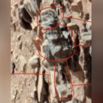 È UN'APE MARZIANA FOSSILE?