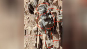È UN'APE MARZIANA FOSSILE?