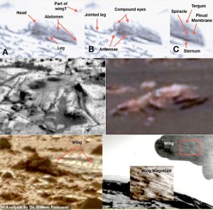 UN COLLAGE DI PRESUNTI INSETTI INDIVIDUATI SUL SUYOLO MARZIANO