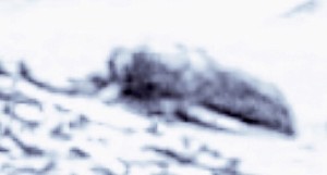 IN QUESTA IMMAGINE SFOCATA, L'ENTOMOLOGO VEDE UN INSETTO