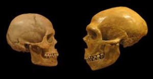 A SINISTRA, UN CRANIO DI HOMO SAPIENS, A DESTRA DI NEANDERTHAL