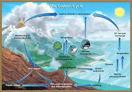 SCHEMATIZZATO NEL DISEGNO, IL CICLO DEL CARBONIO