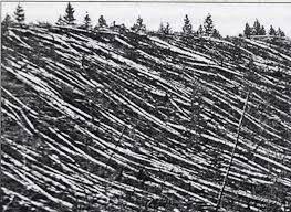 GLI ALBERI STESI A TERRA, COLPITI DALL'ESPLOSIONE