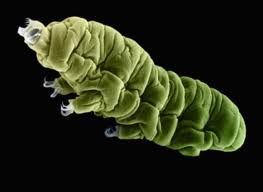 IL MINUSCOLO E QUASI INDISTRUTTIBILE TARDIGRADO